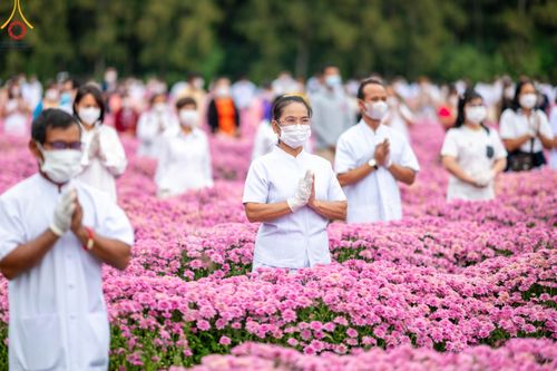 ภาพ No.104014:สาธุชนร่วมรับบุญเก็บดอกเบญจทรัพย์ ในวันอาทิตย์ที่ 24 ธันวาคม พ.ศ. 2566 ณ ทุ่งสวรรค์ตะวันฉาย บริเวณวัดพระธรรมกาย จ.ปทุมธานี