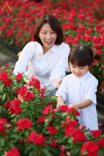 ภาพ No.185464:กิจกรรมเก็บดอกแพงรวย วันอาทิตย์ที่ 22 ธันวาคม พ.ศ. 2567 ณ ทุ่งสวรรค์ ตะวันฉาย วัดพระธรรมกาย