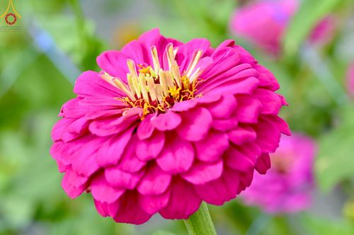 ภาพ No.188315:บรรยากาศ ทุ่งสวรรค์หรรษาพนาวัฒน์ ณ สวนพนาวัฒน์ อ.ฮอด จ.เชียงใหม่ เปิดให้เข้าชมฟรี ระหว่างวันที่ 28 ธันวาคม พ.ศ. 2567 ถึง วันที่ 3 มกราคม พ.ศ. 2568 เวลา 08.00-17.00 น.