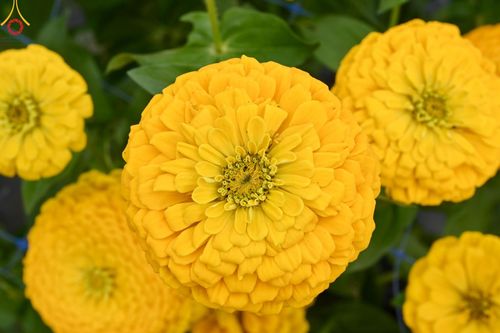 ภาพ No.188300:บรรยากาศ ทุ่งสวรรค์หรรษาพนาวัฒน์ ณ สวนพนาวัฒน์ อ.ฮอด จ.เชียงใหม่ เปิดให้เข้าชมฟรี ระหว่างวันที่ 28 ธันวาคม พ.ศ. 2567 ถึง วันที่ 3 มกราคม พ.ศ. 2568 เวลา 08.00-17.00 น.