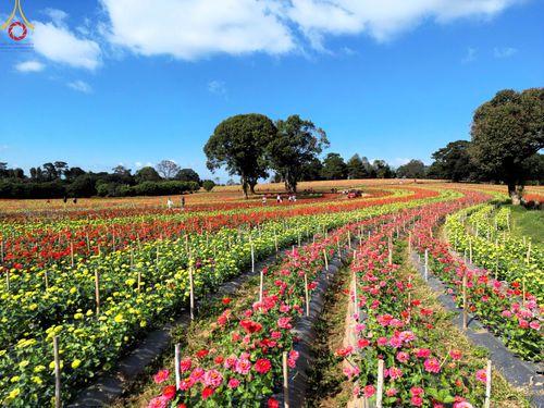 ภาพ No.104316:บรรยากาศ ทุ่งดอกทรัพย์บานชื่น ณ สวนพนาวัฒน์ อ.ฮอด จ.เชียงใหม่ ช่วงระหว่างวันที่ 20 - 25 ธันวาคม พ.ศ. 2566