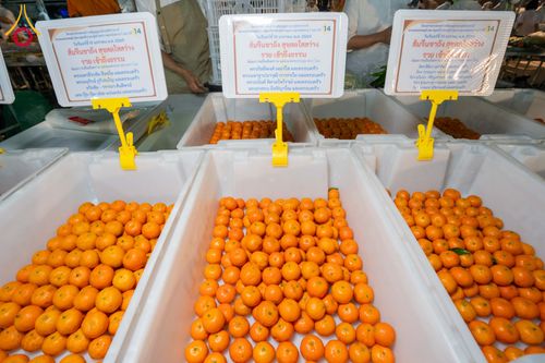 ภาพ No.297902:วันที่ 19 มกราคม พ.ศ. 2569 พิธีถวายภัตตาหารเป็นสังฆทาน แด่พระธรรมยาตรา ณ อนุสรณ์สถานบางปลา วัดบางปลา อำเภอบางเลน จังหวัดนครปฐม ในโครงการธรรมยาตรา กตัญญูบูชา มหาปูชนียาจารย์ พระมงคลเทพมุนี(สด จนฺทสโร) พระผู้ปราบมาร อนุสรณ์สถาน 7 แห่ง ปีที่ 14