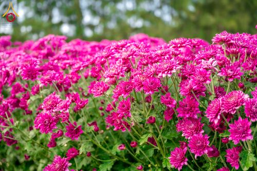 ภาพ No.285344:วันพุธที่ 10 ธันวาคม พ.ศ.2568  การเตรียมความพร้อมในโครงการธรรมยาตรา กตัญญูบูชา มหาปูชนียาจารย์ พระมงคลเทพมุนี(สด จนฺทสโร) พระผู้ปราบมาร อนุสรณ์สถาน 7 แห่ง ปีที่ 14 เก็บดอกเบญจทรัพย์ ณ วัดพระธรรมกาย