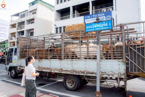 ภาพ No.238222:วันเสาร์ที่ 9 สิงหาคม พ.ศ. 2568 พิธีไถ่ชีวิตโค-โคท้อง 162 ตัว ณ ใจกลางนครหาดใหญ่ จ.สงขลา