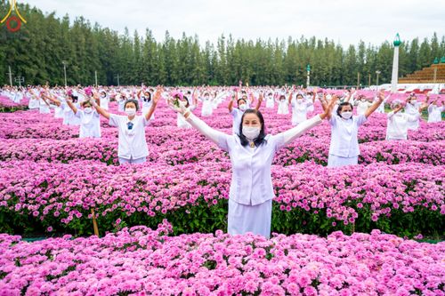 ภาพ No.104031:สาธุชนร่วมรับบุญเก็บดอกเบญจทรัพย์ ในวันอาทิตย์ที่ 24 ธันวาคม พ.ศ. 2566 ณ ทุ่งสวรรค์ตะวันฉาย บริเวณวัดพระธรรมกาย จ.ปทุมธานี