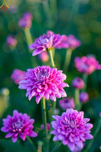 ภาพ No.103974:สาธุชนร่วมรับบุญเก็บดอกเบญจทรัพย์ ในวันอาทิตย์ที่ 24 ธันวาคม พ.ศ. 2566 ณ ทุ่งสวรรค์ตะวันฉาย บริเวณวัดพระธรรมกาย จ.ปทุมธานี