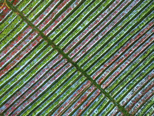 ภาพ No.104291:บรรยากาศ ทุ่งดอกทรัพย์บานชื่น ณ สวนพนาวัฒน์ อ.ฮอด จ.เชียงใหม่ ช่วงระหว่างวันที่ 20 - 25 ธันวาคม พ.ศ. 2566