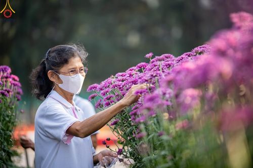 ภาพ No.102879:สาธุชนร่วมรับบุญเก็บดอกเบญจทรัพย์ ในวันที่ 19 ธันวาคม พ.ศ. 2566 (วันแรก) ณ บริเวณวัดพระธรรมกาย จ.ปทุมธานี