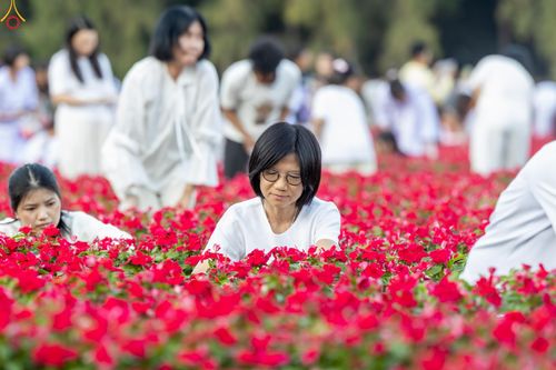 ภาพ No.280992:วันที่ 28 ธันวาคม พ.ศ.2568 กิจกรรมเก็บดอกแพงรวย ณ ทุ่งสวรรค์ตะวันฉาย วัดพระธรรมกาย