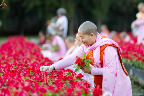 ภาพ No.280987:วันที่ 28 ธันวาคม พ.ศ.2568 กิจกรรมเก็บดอกแพงรวย ณ ทุ่งสวรรค์ตะวันฉาย วัดพระธรรมกาย