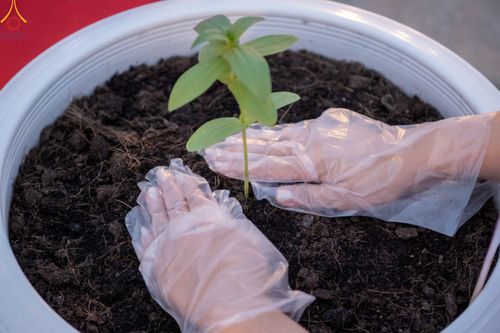 ภาพ No.90221:พิธีปลูกทรัพย์บานชื่น  เนื่องใน 139 ปี วันคล้ายวันเกิดด้วยรูปกายเนื้อ พระมงคลเทพมุนี (สด จนฺทสโร) พระผู้ปราบมาร วันอังคารที่ 10 ตุลาคม พ.ศ. 2566 ณ วัดพระธรรมกาย จ.ปทุมธานี