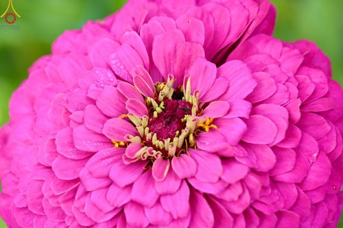 ภาพ No.188306:บรรยากาศ ทุ่งสวรรค์หรรษาพนาวัฒน์ ณ สวนพนาวัฒน์ อ.ฮอด จ.เชียงใหม่ เปิดให้เข้าชมฟรี ระหว่างวันที่ 28 ธันวาคม พ.ศ. 2567 ถึง วันที่ 3 มกราคม พ.ศ. 2568 เวลา 08.00-17.00 น.