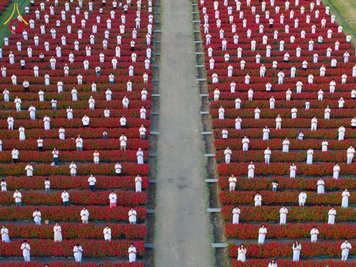 ภาพ No.185455:กิจกรรมเก็บดอกแพงรวย วันอาทิตย์ที่ 22 ธันวาคม พ.ศ. 2567 ณ ทุ่งสวรรค์ ตะวันฉาย วัดพระธรรมกาย