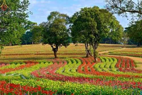 ภาพ No.104322:บรรยากาศ ทุ่งดอกทรัพย์บานชื่น ณ สวนพนาวัฒน์ อ.ฮอด จ.เชียงใหม่ ช่วงระหว่างวันที่ 20 - 25 ธันวาคม พ.ศ. 2566
