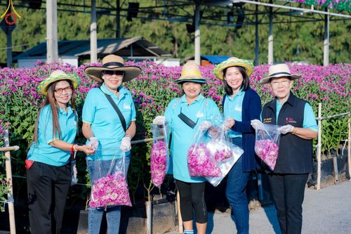 ภาพ No.186283:จิตอาสาอนุรักษ์สิ่งแวดล้อม รับบุญเก็บดอกเบญจทรัพย์ เพื่องานต้อนรับพระธรรมยาตรา ณ "ทุ่งสวรรค์ ตะวันฉาย" วัดพระธรรมกาบ วันที่ 22 ธันวาคม พ.ศ. 2567