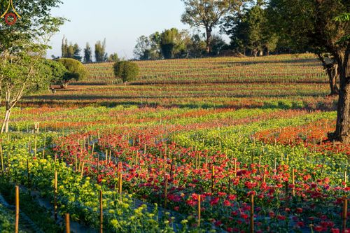 ภาพ No.104311:บรรยากาศ ทุ่งดอกทรัพย์บานชื่น ณ สวนพนาวัฒน์ อ.ฮอด จ.เชียงใหม่ ช่วงระหว่างวันที่ 20 - 25 ธันวาคม พ.ศ. 2566