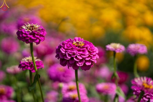 ภาพ No.188295:บรรยากาศ ทุ่งสวรรค์หรรษาพนาวัฒน์ ณ สวนพนาวัฒน์ อ.ฮอด จ.เชียงใหม่ เปิดให้เข้าชมฟรี ระหว่างวันที่ 28 ธันวาคม พ.ศ. 2567 ถึง วันที่ 3 มกราคม พ.ศ. 2568 เวลา 08.00-17.00 น.