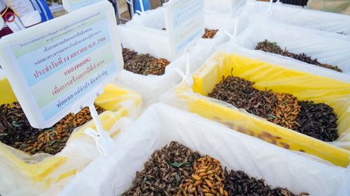 ภาพ No.71214:พิธีถวายภัตตาหารเป็นสังฆทาน แด่คณะพระธรรมยาตราฯ ในโครงการธรรมยาตราฯ ปีที่ 11 ณ อนุสรณ์สถานคลองบางนางแท่น อ.สามพราน จ.นครปฐม วันที่ 14 มกราคม พ.ศ. 2566