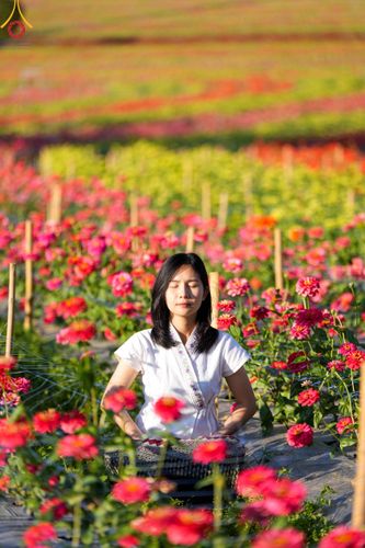 ภาพ No.104339:บรรยากาศ ทุ่งดอกทรัพย์บานชื่น ณ สวนพนาวัฒน์ อ.ฮอด จ.เชียงใหม่ ช่วงระหว่างวันที่ 20 - 25 ธันวาคม พ.ศ. 2566