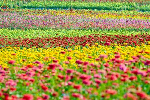 ภาพ No.188323:บรรยากาศ ทุ่งสวรรค์หรรษาพนาวัฒน์ ณ สวนพนาวัฒน์ อ.ฮอด จ.เชียงใหม่ เปิดให้เข้าชมฟรี ระหว่างวันที่ 28 ธันวาคม พ.ศ. 2567 ถึง วันที่ 3 มกราคม พ.ศ. 2568 เวลา 08.00-17.00 น.