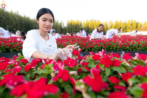 ภาพ No.280984:วันที่ 28 ธันวาคม พ.ศ.2568 กิจกรรมเก็บดอกแพงรวย ณ ทุ่งสวรรค์ตะวันฉาย วัดพระธรรมกาย