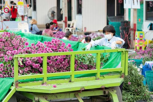 ภาพ No.279508:วันที่ 19-26 ธันวาคม พ.ศ. 2568 และ วันที่ 1 มกราคม พ.ศ.2569 รับบุญปลิดกลีบดอกไม้ เพื่อโปรยต้อนรับพระธรรมยาตรา