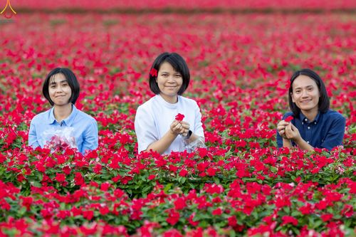 ภาพ No.281058:วันที่ 28 ธันวาคม พ.ศ.2568 กิจกรรมเก็บดอกแพงรวย ณ ทุ่งสวรรค์ตะวันฉาย วัดพระธรรมกาย