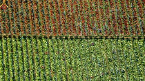 ภาพ No.188287:บรรยากาศ ทุ่งสวรรค์หรรษาพนาวัฒน์ ณ สวนพนาวัฒน์ อ.ฮอด จ.เชียงใหม่ เปิดให้เข้าชมฟรี ระหว่างวันที่ 28 ธันวาคม พ.ศ. 2567 ถึง วันที่ 3 มกราคม พ.ศ. 2568 เวลา 08.00-17.00 น.