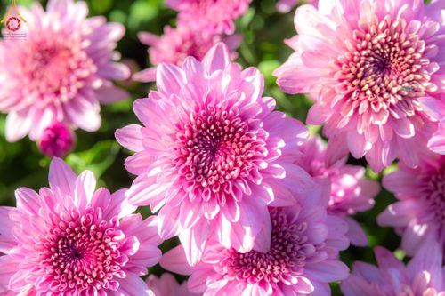 ภาพ No.103986:สาธุชนร่วมรับบุญเก็บดอกเบญจทรัพย์ ในวันอาทิตย์ที่ 24 ธันวาคม พ.ศ. 2566 ณ ทุ่งสวรรค์ตะวันฉาย บริเวณวัดพระธรรมกาย จ.ปทุมธานี