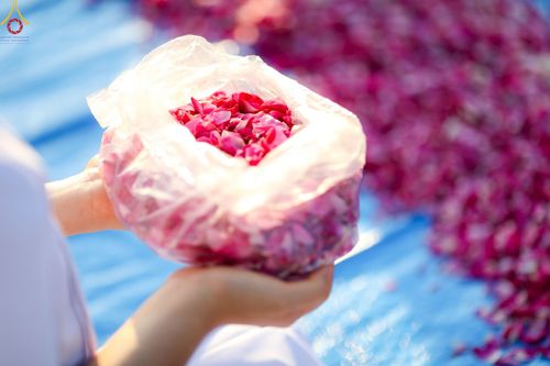 ภาพ No.104098:พิธีเดินธรรมยาตรา สามเณรธรรมทายาทชาวอินโดนีเซียกว่า 1,000 รูป ณ มหาเจดีย์บุโรพุทโธ ประเทศอินโดนีเซีย ในวันที่ 21 ธันวาคม พ.ศ. 2566