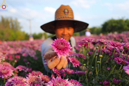 ภาพ No.102891:สาธุชนร่วมรับบุญเก็บดอกเบญจทรัพย์ ในวันที่ 19 ธันวาคม พ.ศ. 2566 (วันแรก) ณ บริเวณวัดพระธรรมกาย จ.ปทุมธานี