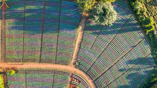 ภาพ No.104303:บรรยากาศ ทุ่งดอกทรัพย์บานชื่น ณ สวนพนาวัฒน์ อ.ฮอด จ.เชียงใหม่ ช่วงระหว่างวันที่ 20 - 25 ธันวาคม พ.ศ. 2566