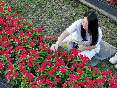 ภาพ No.280999:วันที่ 28 ธันวาคม พ.ศ.2568 กิจกรรมเก็บดอกแพงรวย ณ ทุ่งสวรรค์ตะวันฉาย วัดพระธรรมกาย