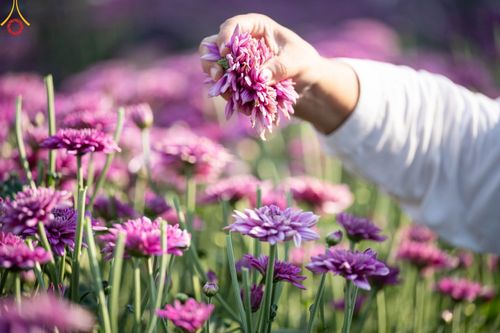 ภาพ No.102872:สาธุชนร่วมรับบุญเก็บดอกเบญจทรัพย์ ในวันที่ 19 ธันวาคม พ.ศ. 2566 (วันแรก) ณ บริเวณวัดพระธรรมกาย จ.ปทุมธานี