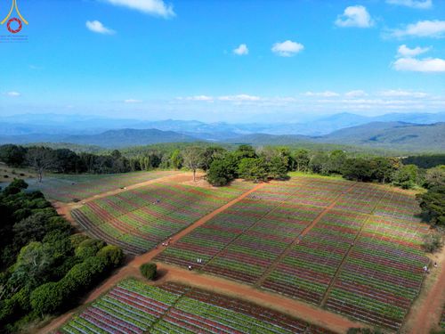 บรรยากาศ ทุ่งดอกทรัพย์บานชื่น ณ สวนพนาวัฒน์ อ.ฮอด จ.เชียงใหม่ ช่วงระหว่างวันที่ 20 - 25 ธันวาคม พ.ศ. 2566