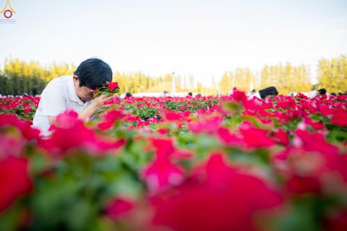 ภาพ No.280908:วันที่ 28 ธันวาคม พ.ศ.2568 กิจกรรมเก็บดอกแพงรวย ณ ทุ่งสวรรค์ตะวันฉาย วัดพระธรรมกาย