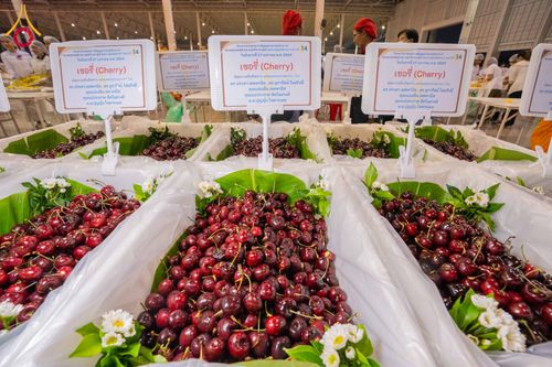 ภาพ No.303583:วันที่ 27 มกราคม พ.ศ. 2569 พิธีถวายภัตตาหารเป็นสังฆทาน แด่พระธรรมยาตรา ณ วัดพระธรรมกาย  จังหวัดปทุมธานี ในโครงการธรรมยาตรา กตัญญูบูชา มหาปูชนียาจารย์ พระมงคลเทพมุนี(สด จนฺทสโร) พระผู้ปราบมาร อนุสรณ์สถาน 7 แห่ง ปีที่ 14