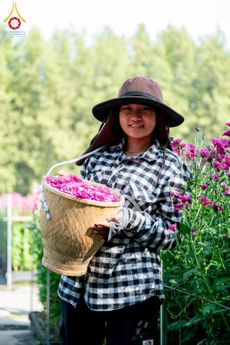 ภาพ No.285327:วันพุธที่ 10 ธันวาคม พ.ศ.2568  การเตรียมความพร้อมในโครงการธรรมยาตรา กตัญญูบูชา มหาปูชนียาจารย์ พระมงคลเทพมุนี(สด จนฺทสโร) พระผู้ปราบมาร อนุสรณ์สถาน 7 แห่ง ปีที่ 14 เก็บดอกเบญจทรัพย์ ณ วัดพระธรรมกาย