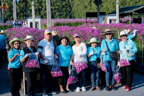 ภาพ No.186285:จิตอาสาอนุรักษ์สิ่งแวดล้อม รับบุญเก็บดอกเบญจทรัพย์ เพื่องานต้อนรับพระธรรมยาตรา ณ "ทุ่งสวรรค์ ตะวันฉาย" วัดพระธรรมกาบ วันที่ 22 ธันวาคม พ.ศ. 2567