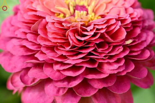 ภาพ No.188308:บรรยากาศ ทุ่งสวรรค์หรรษาพนาวัฒน์ ณ สวนพนาวัฒน์ อ.ฮอด จ.เชียงใหม่ เปิดให้เข้าชมฟรี ระหว่างวันที่ 28 ธันวาคม พ.ศ. 2567 ถึง วันที่ 3 มกราคม พ.ศ. 2568 เวลา 08.00-17.00 น.