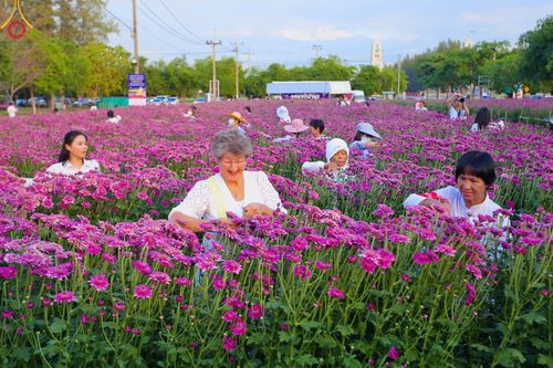 สาธุชนร่วมรับบุญเก็บดอกเบญจทรัพย์ ในวันที่ 19 ธันวาคม พ.ศ. 2566 (วันแรก) ณ บริเวณวัดพระธรรมกาย จ.ปทุมธานี