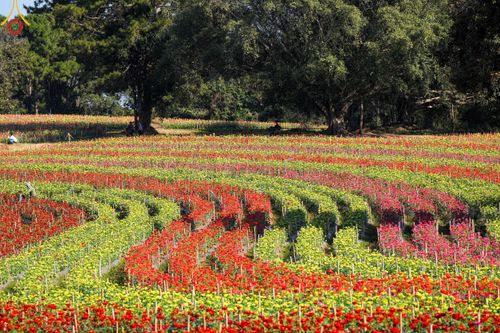 ภาพ No.104324:บรรยากาศ ทุ่งดอกทรัพย์บานชื่น ณ สวนพนาวัฒน์ อ.ฮอด จ.เชียงใหม่ ช่วงระหว่างวันที่ 20 - 25 ธันวาคม พ.ศ. 2566