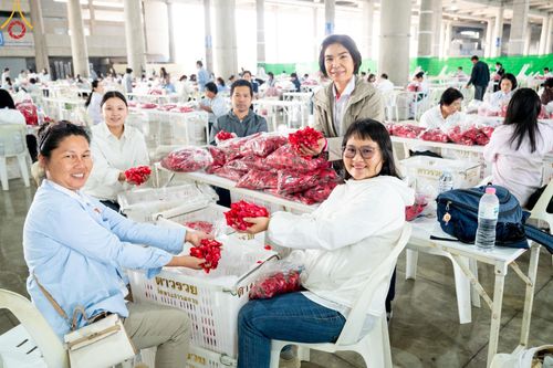 ภาพ No.187267:สาธุชน เจ้าหน้าที่ ร่วมบุญปลิดกลีบดอกไม้ เพื่อโปรยต้อนรับพระธรรมยาตรา ตั้งแต่วันที่ 26 ธันวาคม พ.ศ. 2567 ณ วิหารคด 31 วัดพระธรรมกาย