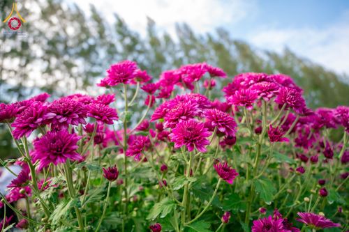 ภาพ No.285343:วันพุธที่ 10 ธันวาคม พ.ศ.2568  การเตรียมความพร้อมในโครงการธรรมยาตรา กตัญญูบูชา มหาปูชนียาจารย์ พระมงคลเทพมุนี(สด จนฺทสโร) พระผู้ปราบมาร อนุสรณ์สถาน 7 แห่ง ปีที่ 14 เก็บดอกเบญจทรัพย์ ณ วัดพระธรรมกาย