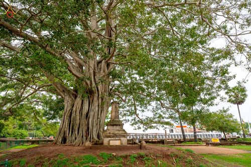 ภาพ No.264468:วันที่ 23 ตุลาคม พ.ศ. 2568 พิธีทอดกฐินสมทบ วัดกัลยาณมิตรต่างประเทศ  บูชาธรรม 81 ปี หลวงพ่อธัมมชโย  ณ วัดศรีอโรคา รามายา , วัดศรีธรรมราชา , วัดเปรดีปะกันเด วิหารายา ในเมืองมาตะเล ประเทศศรีลังกา 