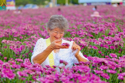 ภาพ No.102911:สาธุชนร่วมรับบุญเก็บดอกเบญจทรัพย์ ในวันที่ 19 ธันวาคม พ.ศ. 2566 (วันแรก) ณ บริเวณวัดพระธรรมกาย จ.ปทุมธานี