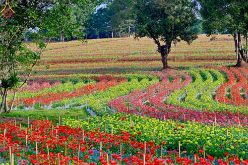 ภาพ No.104323:บรรยากาศ ทุ่งดอกทรัพย์บานชื่น ณ สวนพนาวัฒน์ อ.ฮอด จ.เชียงใหม่ ช่วงระหว่างวันที่ 20 - 25 ธันวาคม พ.ศ. 2566