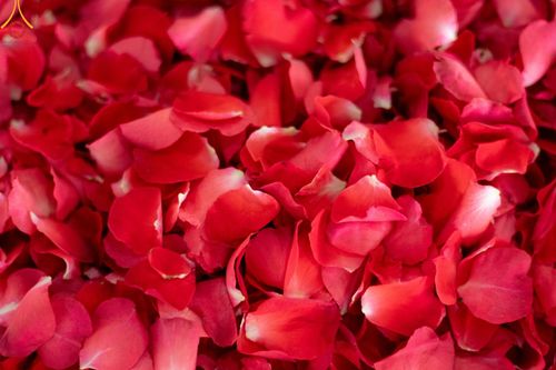 ภาพ No.187257:สาธุชน เจ้าหน้าที่ ร่วมบุญปลิดกลีบดอกไม้ เพื่อโปรยต้อนรับพระธรรมยาตรา ตั้งแต่วันที่ 26 ธันวาคม พ.ศ. 2567 ณ วิหารคด 31 วัดพระธรรมกาย