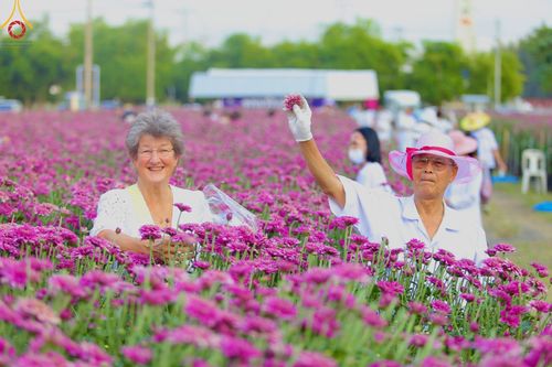 ภาพ No.102902:สาธุชนร่วมรับบุญเก็บดอกเบญจทรัพย์ ในวันที่ 19 ธันวาคม พ.ศ. 2566 (วันแรก) ณ บริเวณวัดพระธรรมกาย จ.ปทุมธานี