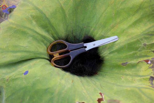 ภาพ No.102746:พิธีตัดปอยผม และปลงผมธรรมทายาท ชาวอินโดนีเซียกว่า 1,000 คน ณ มหาเจดีย์บุโรพุทโธ ประเทศอินโดนีเซีย อบรมระหว่างวันที่ 16-28 ธันวาคม พ.ศ. 2566